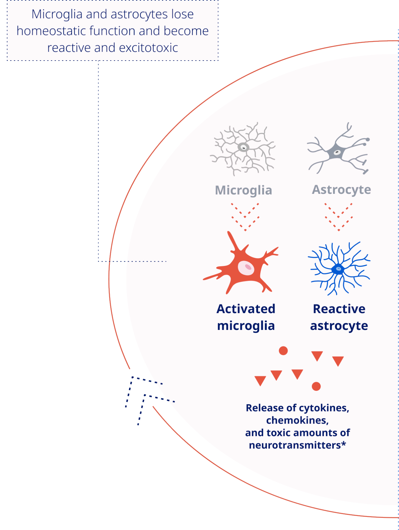 Proinflammatory State and Neuroinflammation infographic